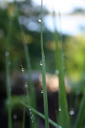 3-grass-drops