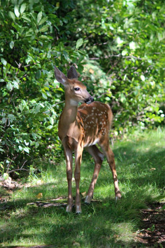 fawn-light-and-shadow