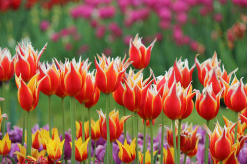 tulips-fire